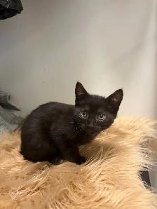 KITTENS FOR SALE - Photo 5