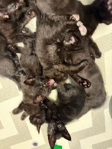 KITTENS FOR SALE - Photo 6
