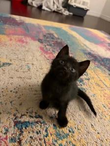 KITTENS FOR SALE - Photo 7