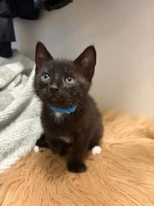 KITTENS FOR SALE - Photo 8
