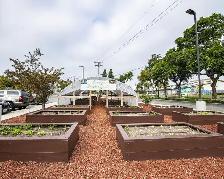 Dark Shredded Bark Mulch - Keeps Weeds Down & Soil Moist