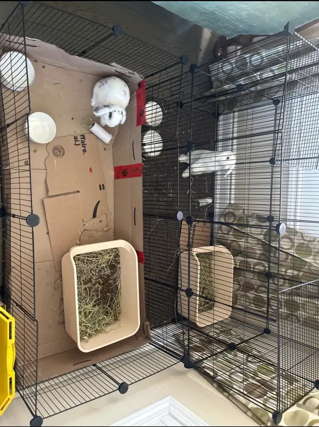 holland lop bunnies including cage