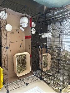 holland lop bunnies including cage