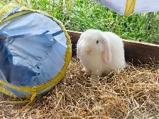holland lop bunnies including cage - Photo 2