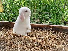 holland lop bunnies including cage - Photo 3