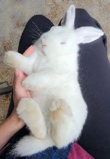 holland lop bunnies including cage - Photo 4
