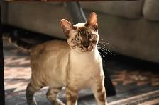 Male Bengal Kitten TICA Reg. - Photo 2