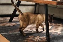 Male Bengal Kitten TICA Reg. - Photo 3