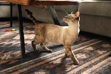 Male Bengal Kitten TICA Reg. - Photo 4