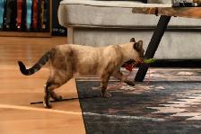 Male Bengal Kitten TICA Reg. - Photo 5