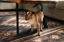 Male Bengal Kitten TICA Reg. - Photo 6
