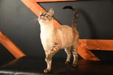 Male Bengal Kitten TICA Reg. - Photo 7