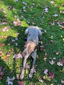 German shorthair pointer, rehoming
