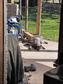 German shorthair pointer, rehoming - Photo 2