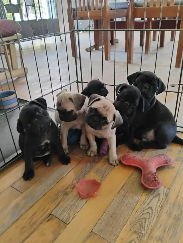 Chiots Pug Carlin