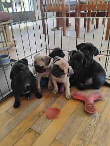 Chiots Pug Carlin