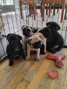 Chiots Pug Carlin - Photo 2