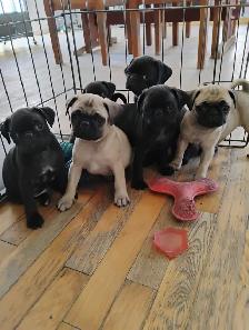 Chiots Pug Carlin - Photo 3