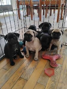 Chiots Pug Carlin - Photo 4