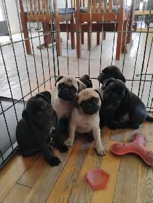 Chiots Pug Carlin - Photo 5