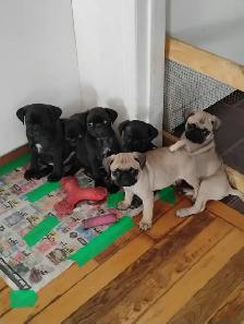 Chiots Pug Carlin - Photo 6