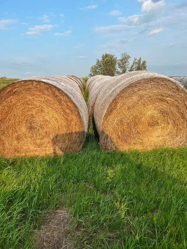 2025 hay for sale