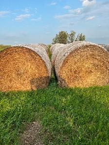 2025 hay for sale