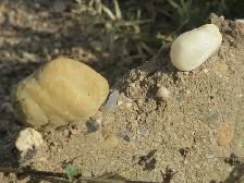 Navvy Jack Sand & Gravel Mix - Bulk Delivery for Concrete & Fill