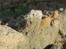 Navvy Jack Sand & Gravel Mix - Bulk Delivery for Concrete & Fill - Photo 2