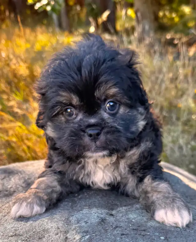 ! Adorable Chindoodle Male Puppy !