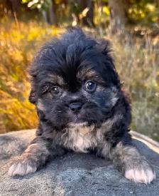 ! Adorable Chindoodle Male Puppy !