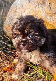 ! Adorable Chindoodle Male Puppy ! - Photo 2