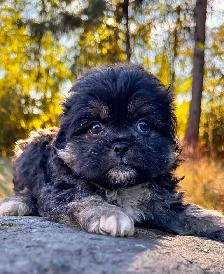 ! Adorable Chindoodle Male Puppy ! - Photo 3
