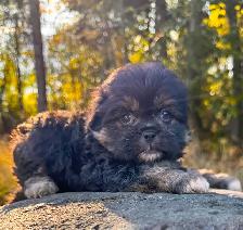 ! Adorable Chindoodle Male Puppy ! - Photo 4