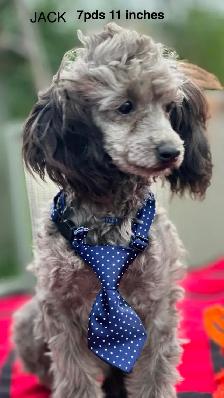 ! Adorable Chindoodle Male Puppy ! - Photo 5