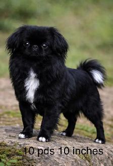 ! Adorable Chindoodle Male Puppy ! - Photo 6