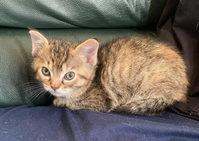 MAINE COON X KITTENS!!