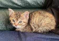 MAINE COON X KITTENS!!