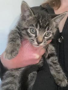 MAINE COON X KITTENS!! - Photo 2