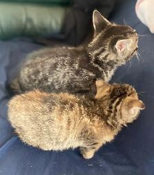 MAINE COON X KITTENS!! - Photo 3