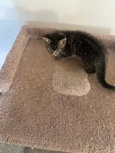 MAINE COON X KITTENS!! - Photo 4