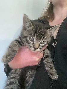 MAINE COON X KITTENS!! - Photo 5