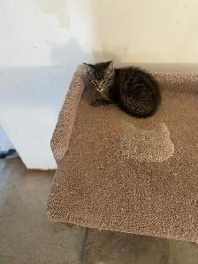 MAINE COON X KITTENS!! - Photo 6
