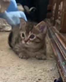 MAINE COON X KITTENS!! - Photo 8