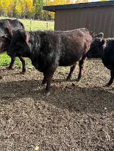 Black angus x