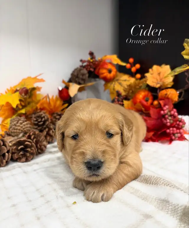 Golden Retrievers