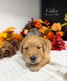 Golden Retrievers