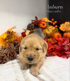 Golden Retrievers - Photo 2