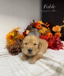 Golden Retrievers - Photo 3