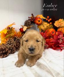 Golden Retrievers - Photo 4